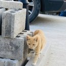 포르티아 펜션 이미지