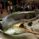 사르코수쿠스 이미지