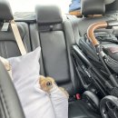 팡팡애견 이미지