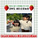 소망농장 | 대부도 딸기수확체험 : 새터소망농원