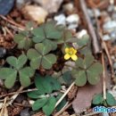 베리온리조트 이미지