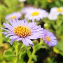 뜰에하우스 민박 이미지