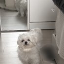 위위그루밍 네이버블로그