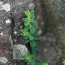 둥근매듭풀 Kummerowia stipulacea (Maxim.) Makino 이미지