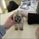 대구강아지분양 홍스퍼피 이미지