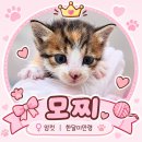 ♡입양전제임시보호완료♡아기고양이 모찌 🐱 이미지