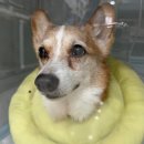 아프리카센타 | 흑변과 빈혈로 발견된 강아지 소장 종양(평활근육종) : 아프리카동물메디컬센터 9살 강아지 치료 후기