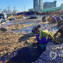 속초 김약국 이미지