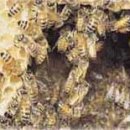 꿀벌 관리의 기초 이미지