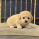 도그마루 강아지 고양이 천안아산점 이미지