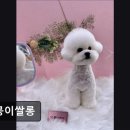 멍뭉이 쌀롱 네이버블로그