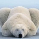 복