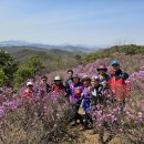 31일 김포 가현산 진달래동산 이미지