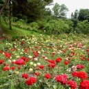 장미공원A 이미지