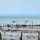 장흥군안양면수문보건진료소 | 정남진 장흥 바지락과 키조개로 유명한 수문리 갯벌과 수문해수욕장