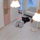 소나캣 이미지