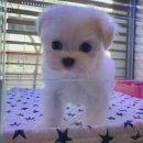 아이러브독 강아지분양 부천점 | 아이러브독 강아지분양 부천점, 믿을 수 있는 인천강아지분양