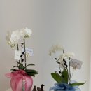 가온한방병원 | 상견례난 예단난 호접난 승진화분 부모님꽃선물