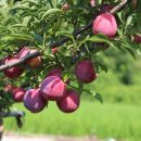 신태양농장 이미지