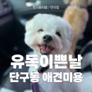 유독 | 단구동 애견미용, 가위컷 전문 유독이쁜날에서 전체미용 한 후기