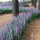 둔산대로 이미지