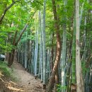 칠천도편백숲 이미지