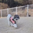 여주 다리원 애견독채팬션 이미지