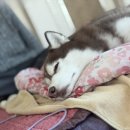 나드리펜션 | [대부도] 펜션나드리 - 애견동반 &amp; 대부도 여행 한큐에🎄