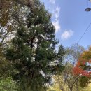 무등산펜션 | 광주 근교 드라이브 하기 좋은 곳 담양 브런치 카페 햇살부르는바람소리 ft. 무등산 경관