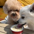 행복한 멍냥이 | 휘경동애견수제간식 냥냥쩝쩝 강아지케이크 배송 후기