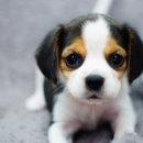 악동강아지 이미지