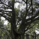 비자림빌리지3 이미지