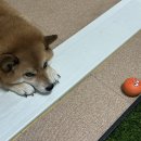 한국맥도날드(유)대구모다 DT점 | [55]24시간이 모자란 킹다은의 일상