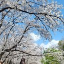 벚꽃 공중화장실 이미지