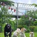 개멍물멍 이미지