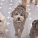 펫하우스애견 이미지