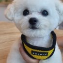 탬스켄넬 이미지