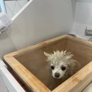 굿데이몽 네이버블로그