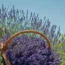 언제나,예쁘다 이미지