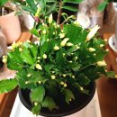 장일농장 이미지