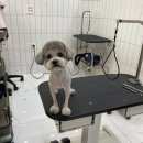 살롱드댕댕 이미지