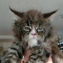 고양이마법사 이미지