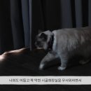 펫부띠끄 이미지