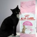 브로스헬스케어 | 로얄 캐닌 고양이 사료에 대한 완벽 가이드