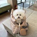 광주다온동물병원 이미지