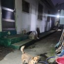 도원뒷고기 이미지