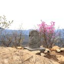 금창초교 | 전북 용궐산 산행기와 봄꽃 풍경🌸