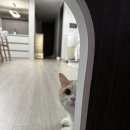 펫365 - 북구 동암로 24 | 우리 집 고양이 주인님을 위한 방문 리폼 펫도어 시공 내돈내산 후기