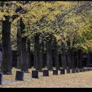 은행나무 이미지