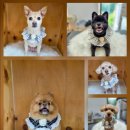 김포24시 힐 동물의료센터 이미지